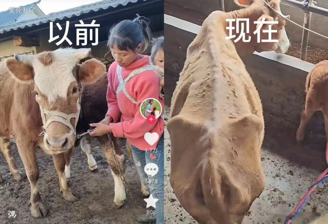 #小英家的牛#农村几乎都不缺草，而且小英现在年入百万以上，咋就这牛喂得不好，问题