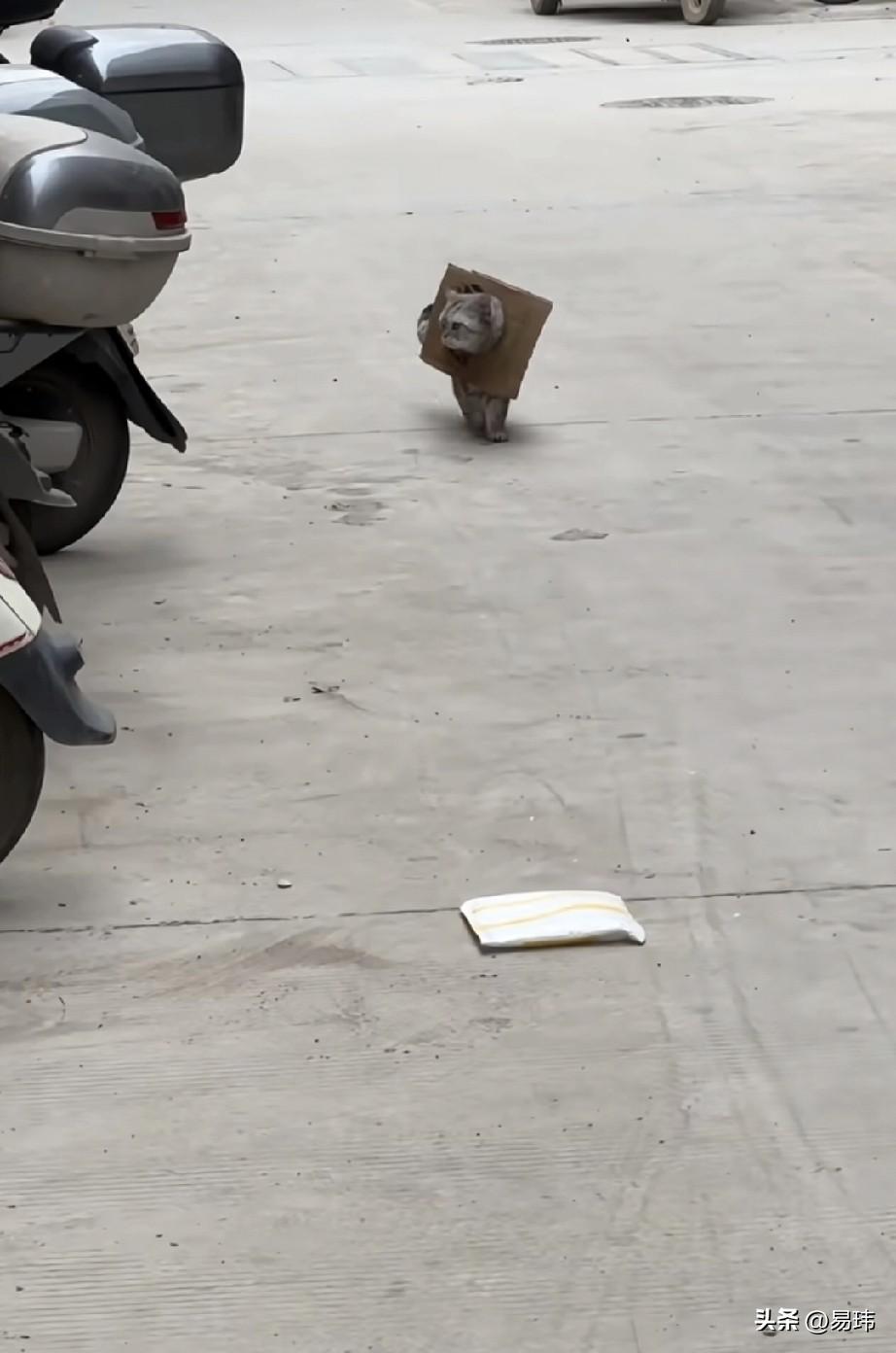 太可怜了！这天一位小哥哥下班回家，当他走到一条小路上的时候，看到了非常奇特的一只