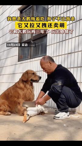 河南，一男子家里大鹅养了好几年想把它炖了，做“铁锅炖大鹅”，可他刚拿起刀准备动手