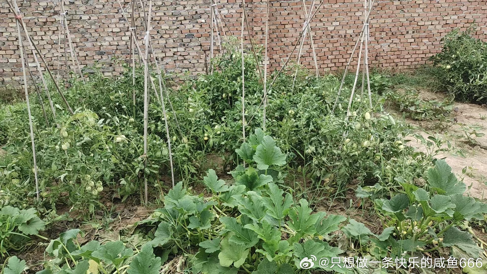 机器猫老家的瓜果蔬菜也初见成效了。人勤地不懒。 