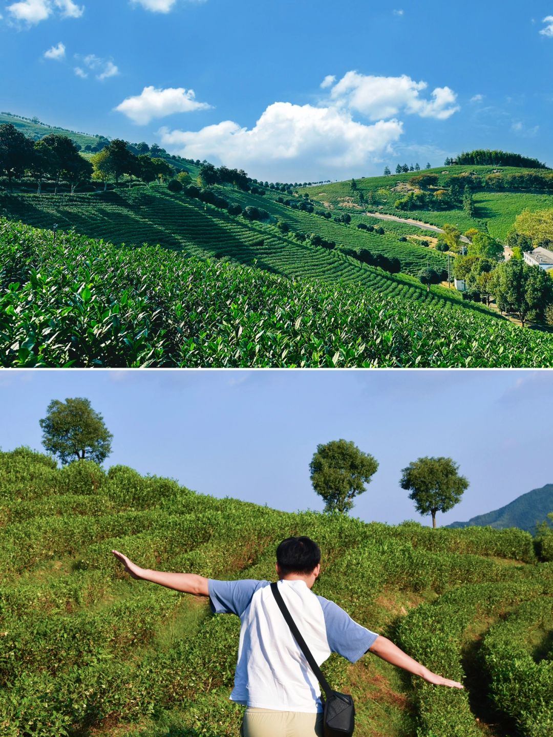 想劝每一个喜欢喝茶的人去溧阳尝尝白茶