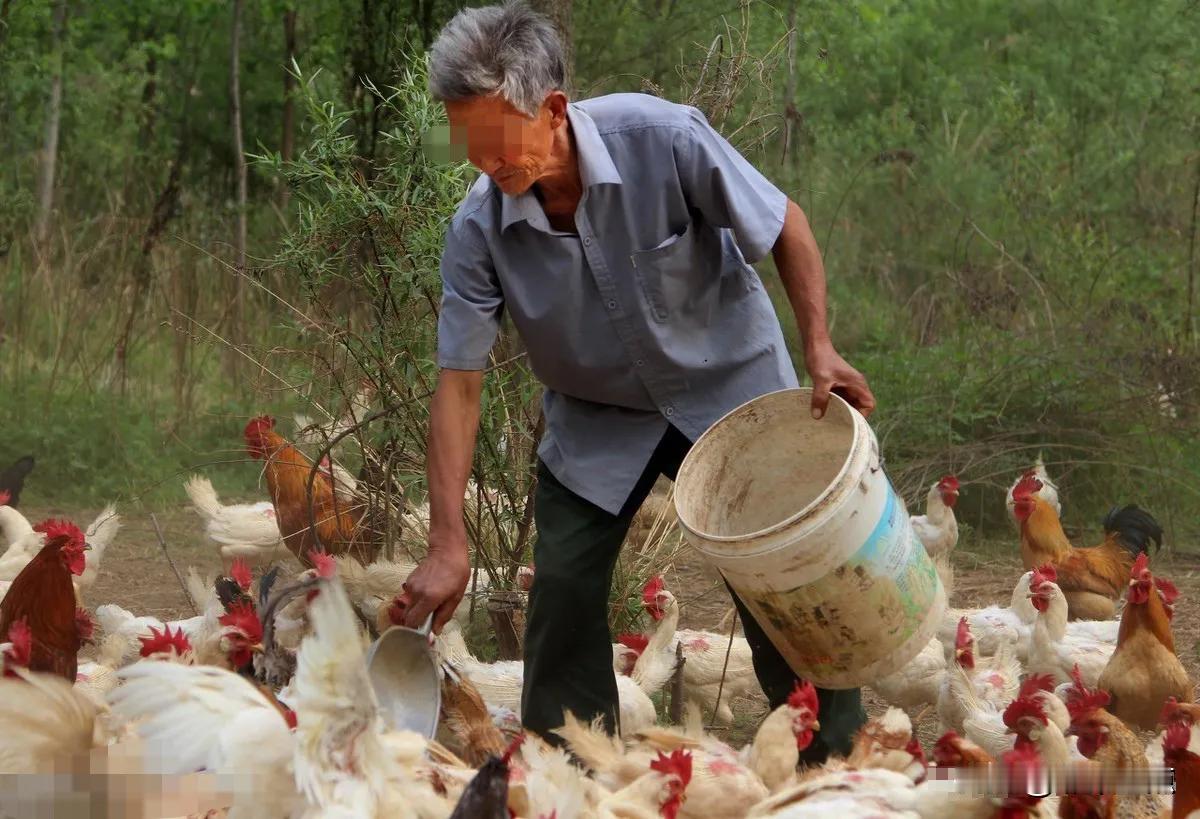 “还有天理吗？”江西，一老汉家境贫寒，在家里养了几十只鸡，打算卖了补贴家用可没想