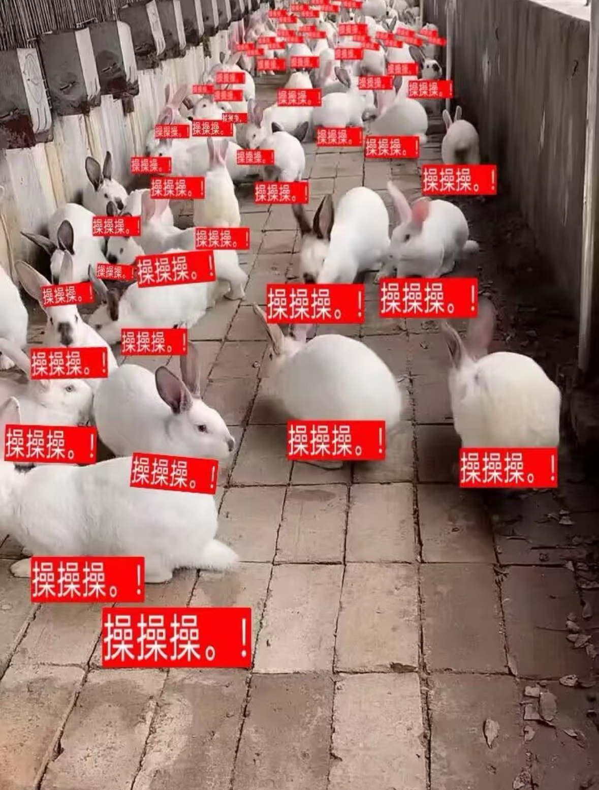 审美积极 