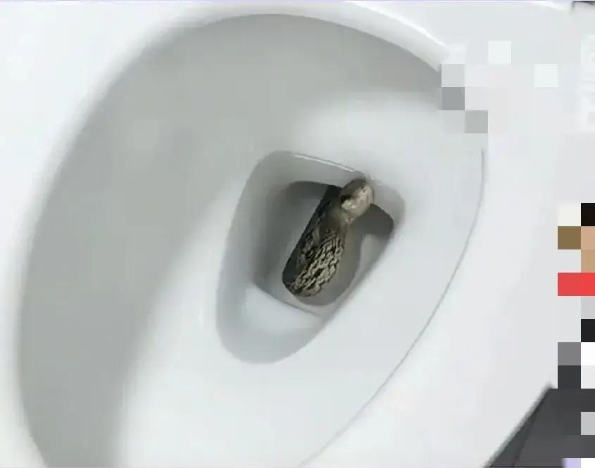 江苏无锡一女子家里上厕所，蛇从抽水马桶里蹿起，吓得女子裤子都没提直接冲出卫生间，