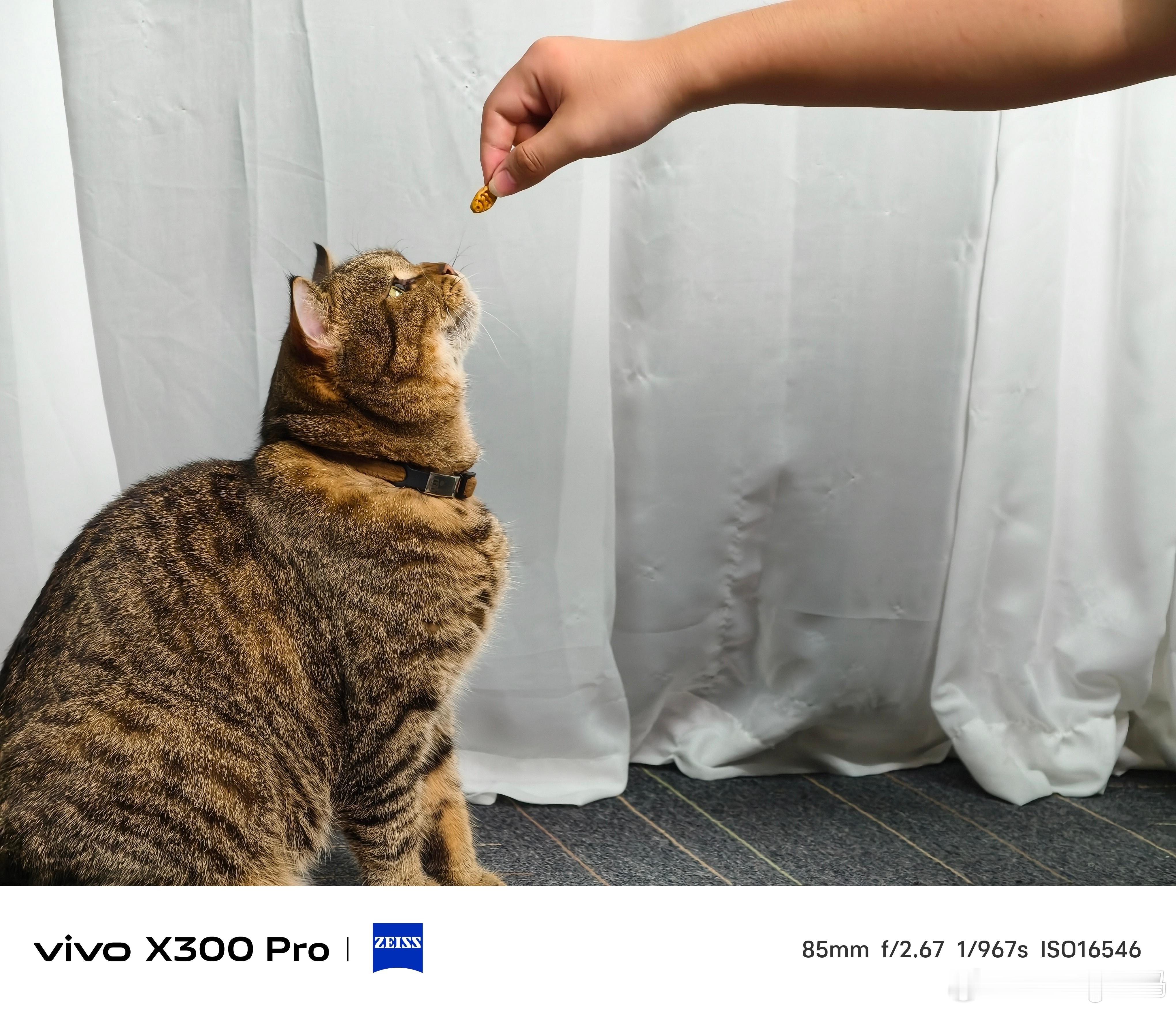 猫11.8斤等于人200斤那我公司这只混血梨花同事岂不是大胖子？返工就拉它减肥孩