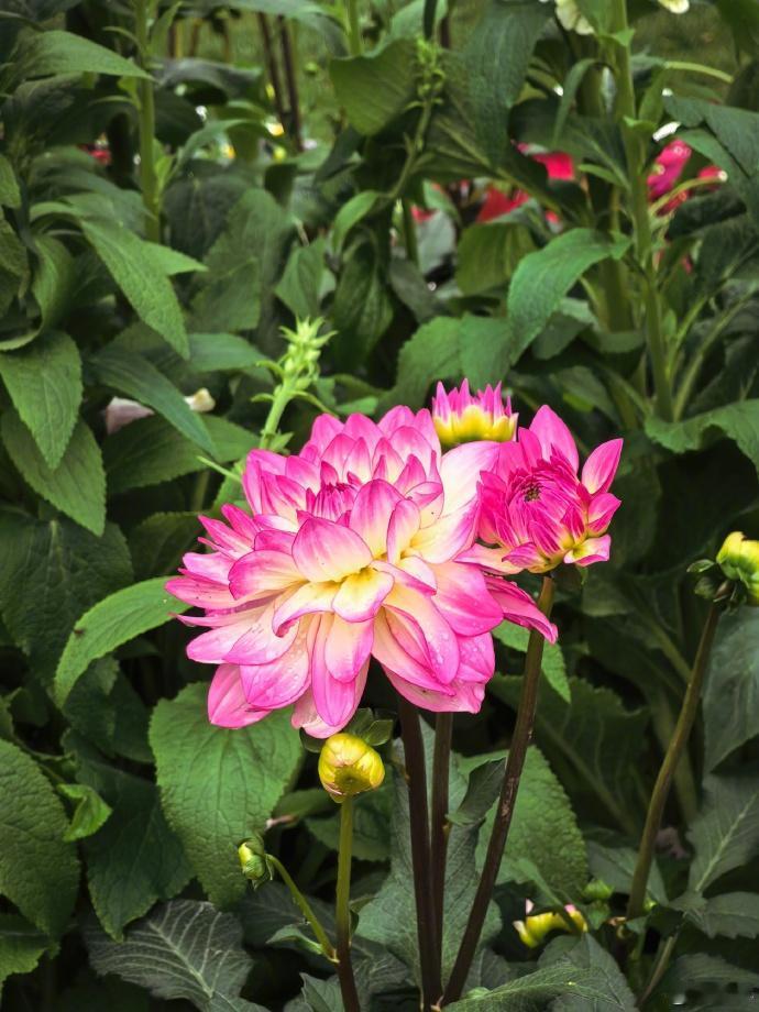 毛主席、任正非、马斯克、巴菲特这四位来自不同时代、不同领域、不同文化背景的顶尖人