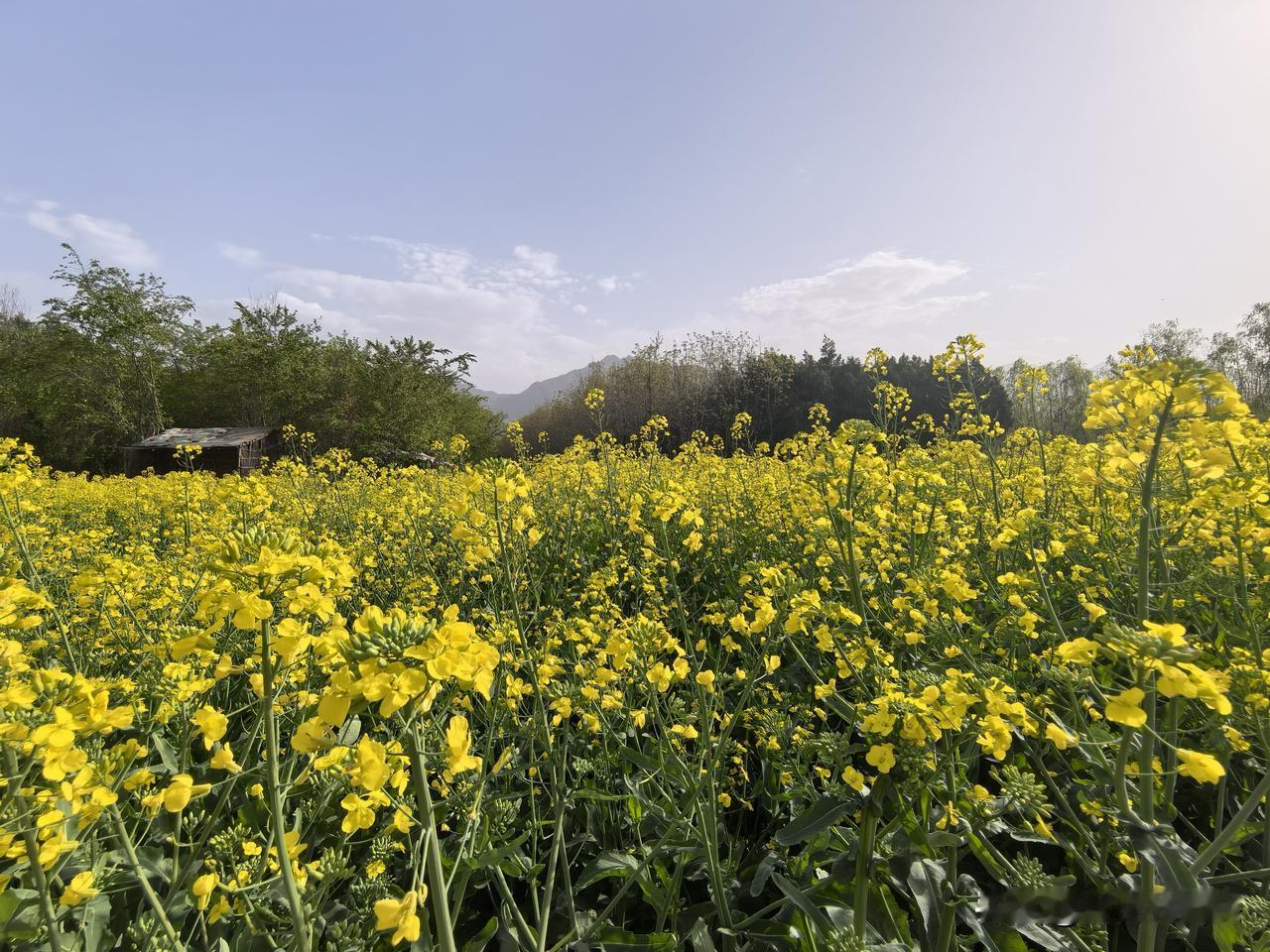也许这里的地理位置偏僻的缘故，没人看管，只有三三两两的几个游人在观看拍照。小编趁