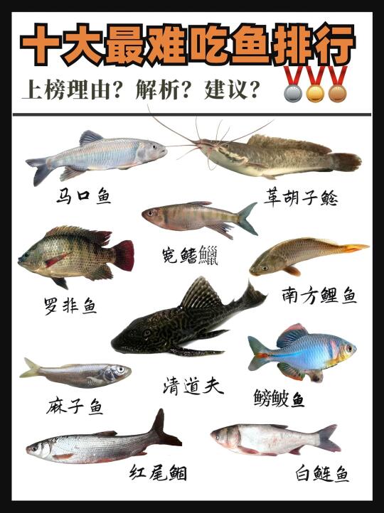🐟 避雷！十大最难吃淡水鱼榜单 | 谁吃谁emo