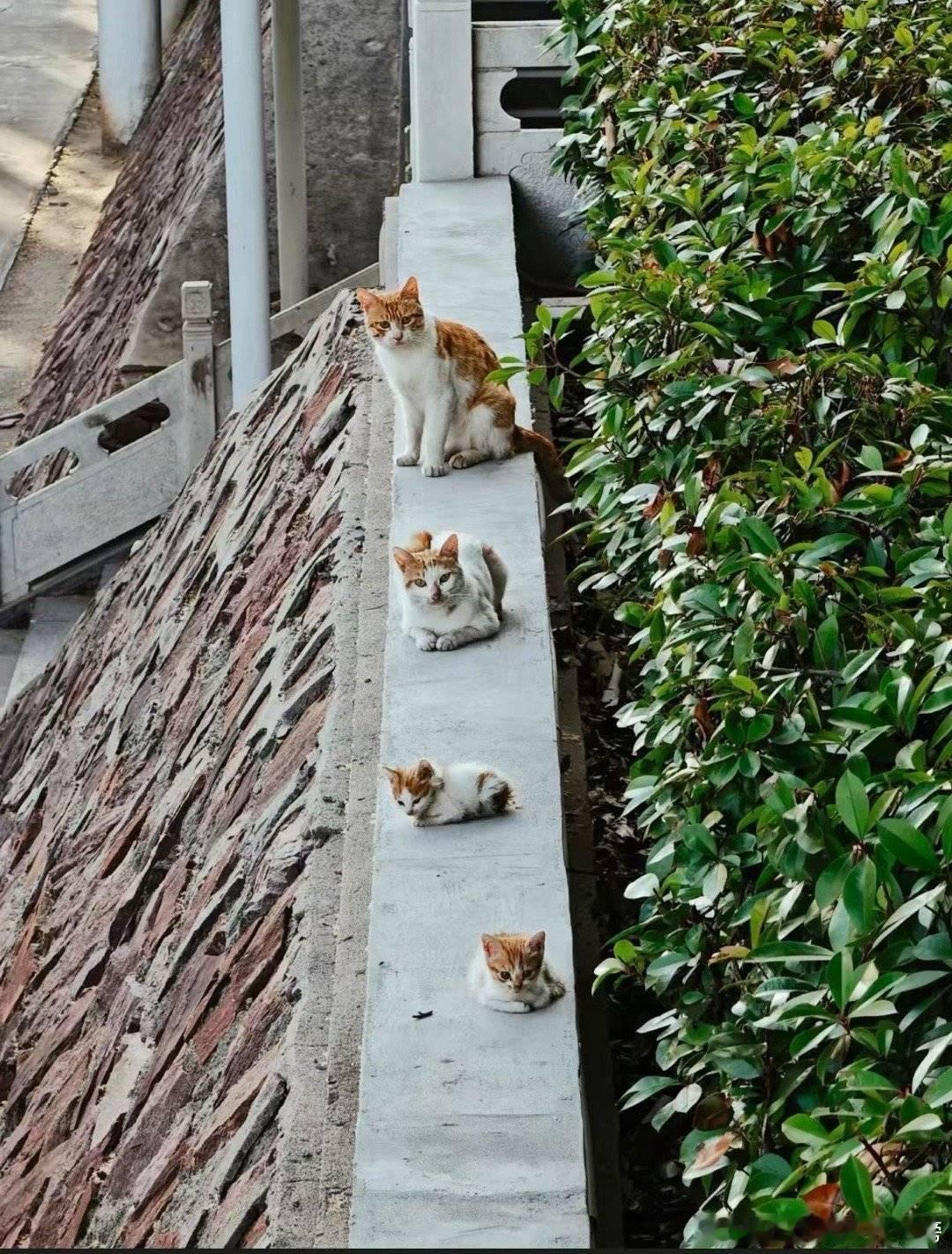 今日猫图投稿via 