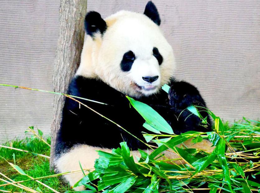 喜欢大熊猫的日本人确实有很多，但不喜欢的也大有人在。尤其是那些敌视中国的右翼分子