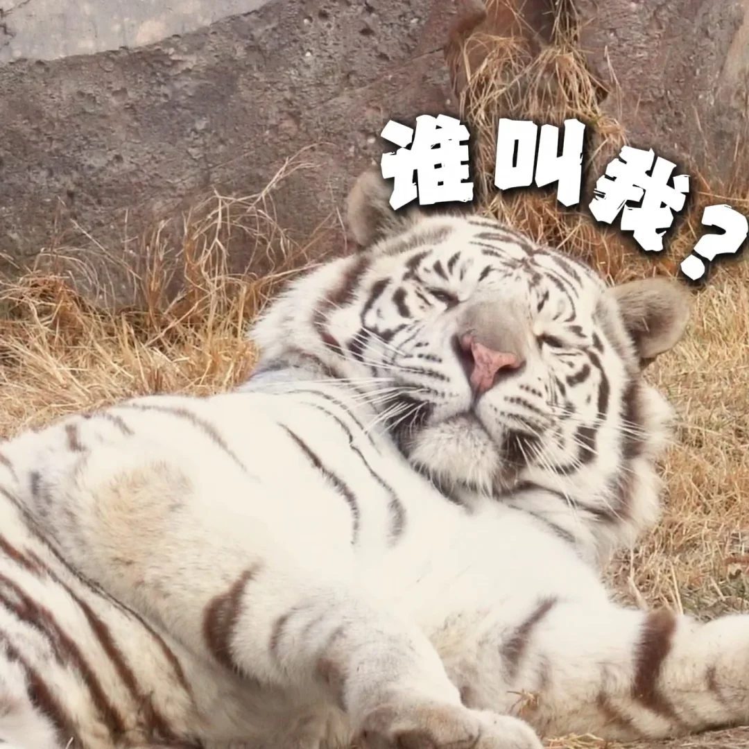 白虎表情包大赏，是可爱大猫没错了