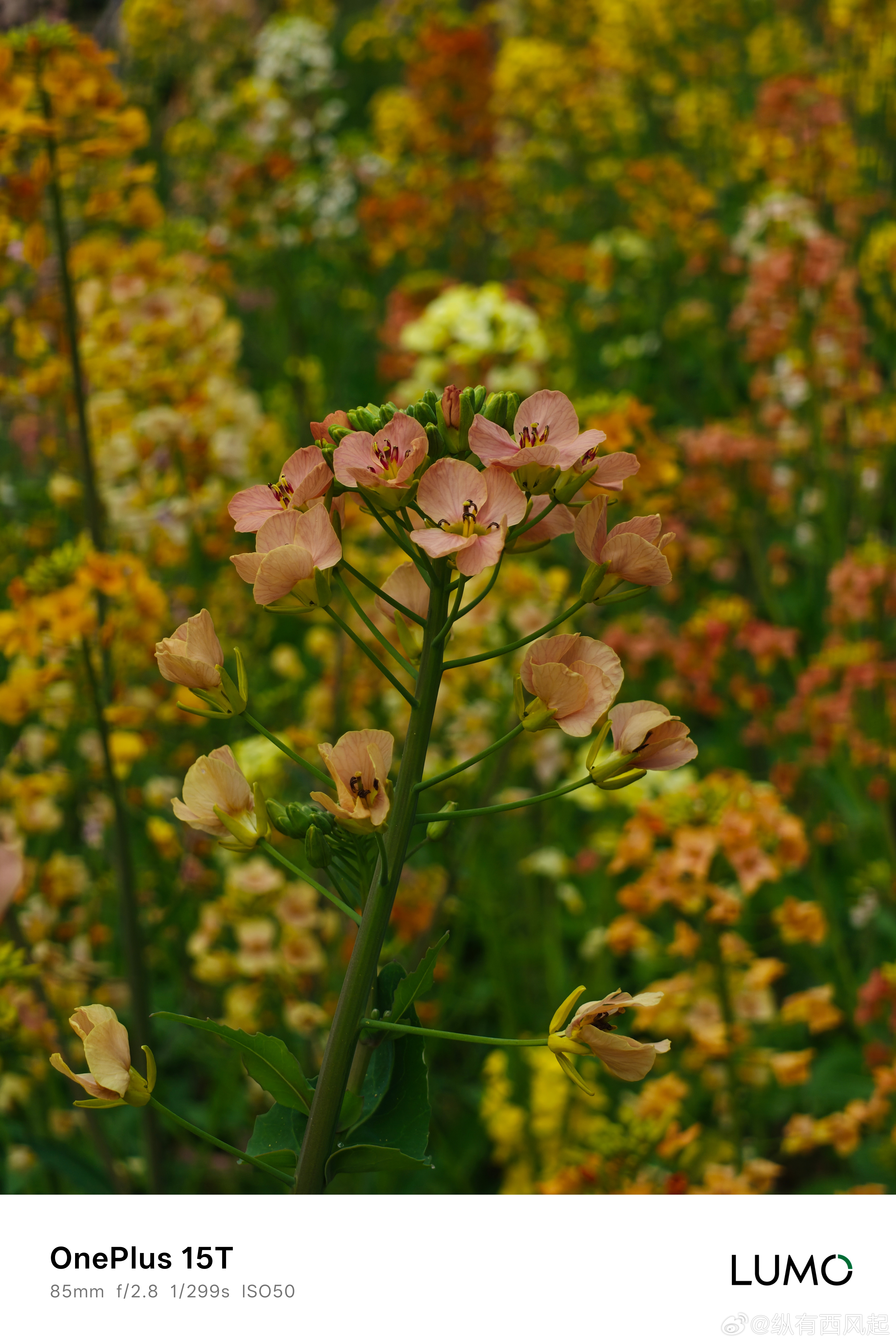 带着一加15T去踏青，有了潜望长焦终于实现了构图自由，LUMO凝光影像很是出片