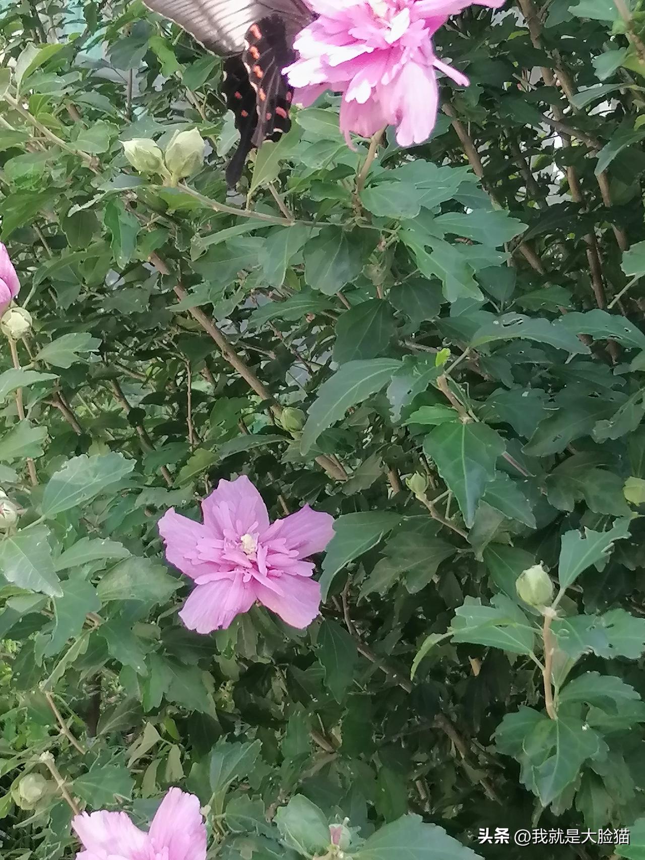 粉色木槿花英姿锦绣，花为蝶儿开，蝶为花而来…！
