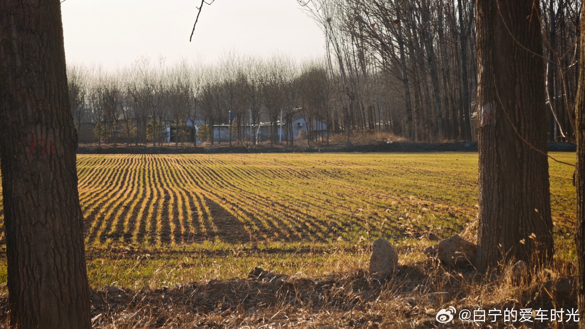 春天的麦田，充满了希望 
