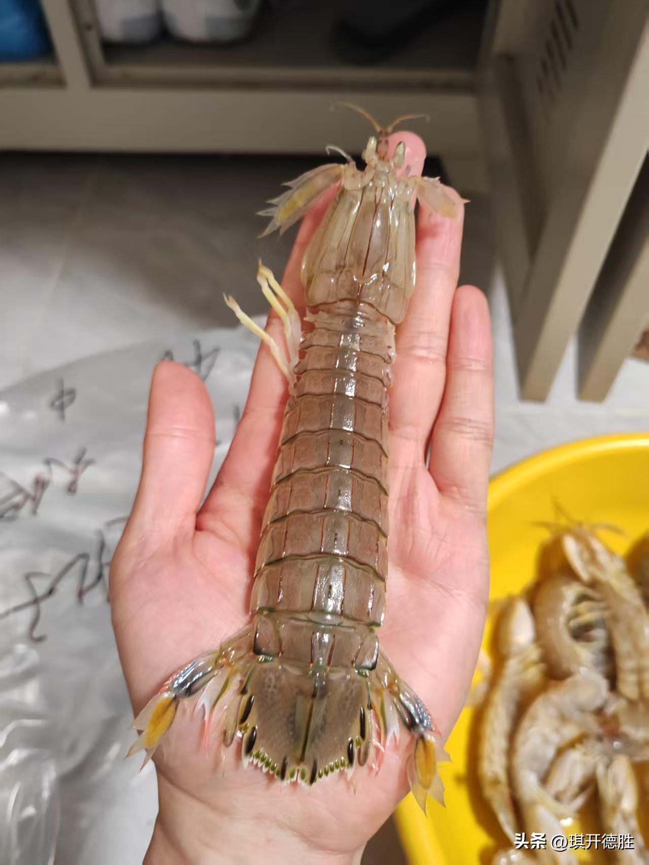 从爬虾的价格对比来看，烟台的物价还是比大连要低一些。
  每年清明节前后，是北方