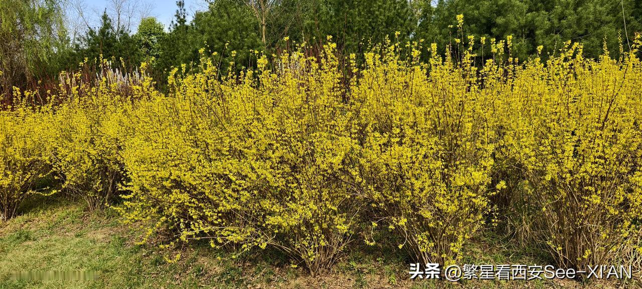 分享相册里最美的花