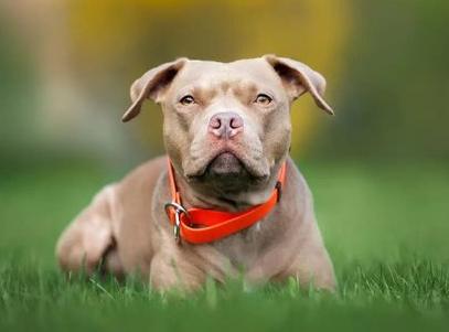 重庆那只致人死亡的比特犬案件终于宣判了，判决结果一出让人心里五味杂陈：养狗男子被