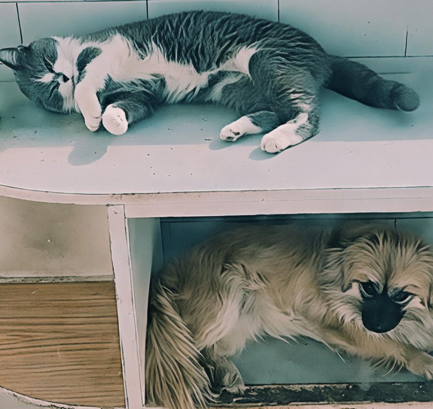 自从养了她俩我就没怎么睡过好觉，做梦不是猫丢了就是狗让人打坏了。我这一宿宿不是找