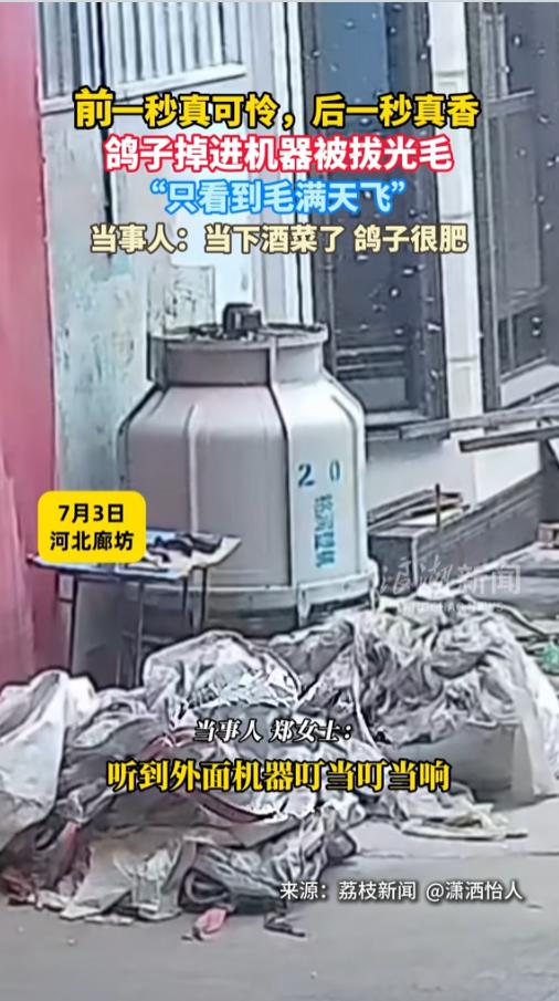 “真香！”7月3日，河北廊坊，一只鸽子掉进了机器里，弄的机器叮当响，自己的毛也被