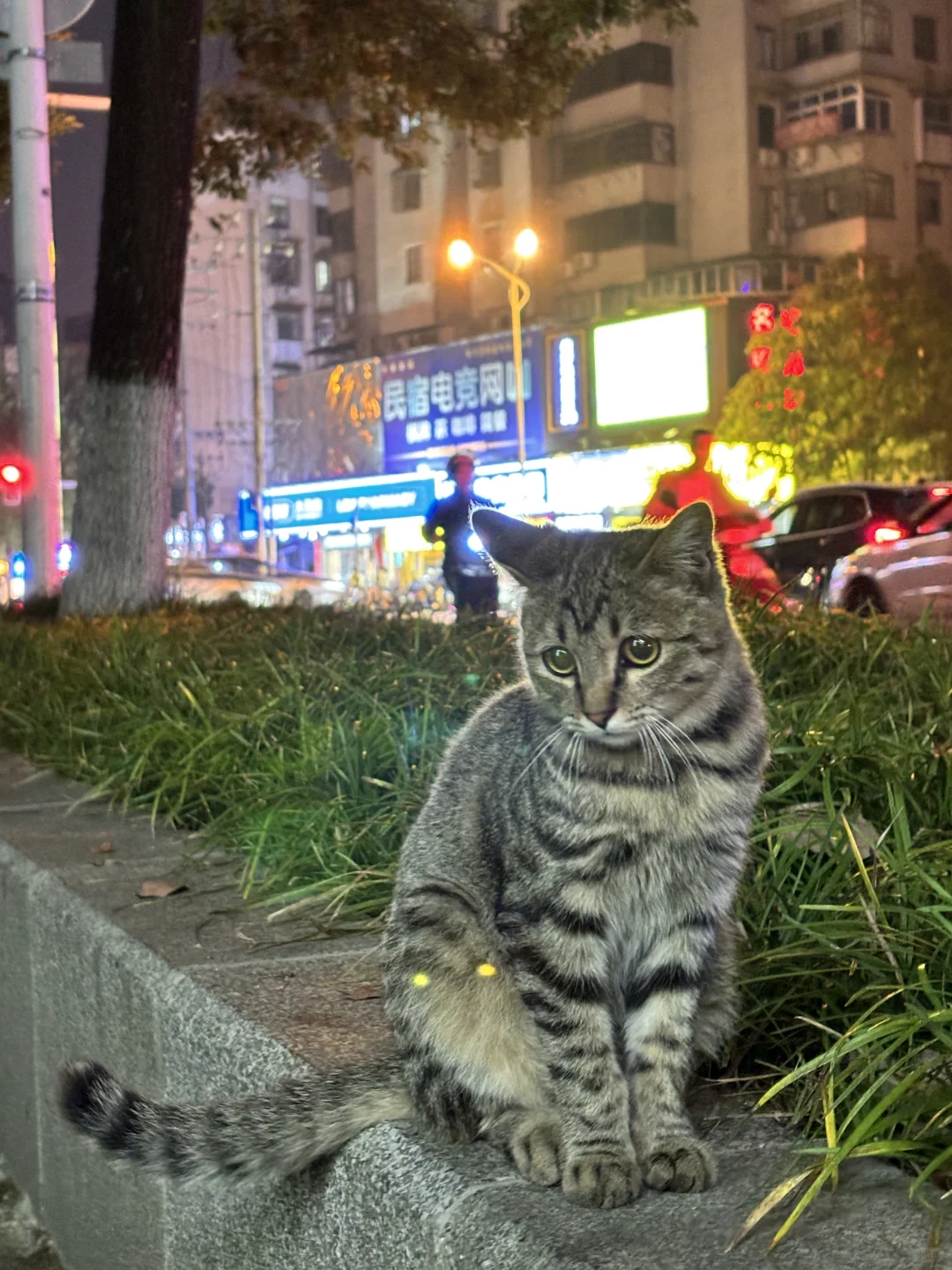 野猫怎么抓回家啊？