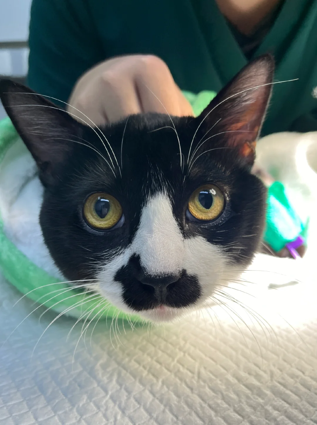 大家好我叫大佐，一觉醒来发现我的🥚没了😭