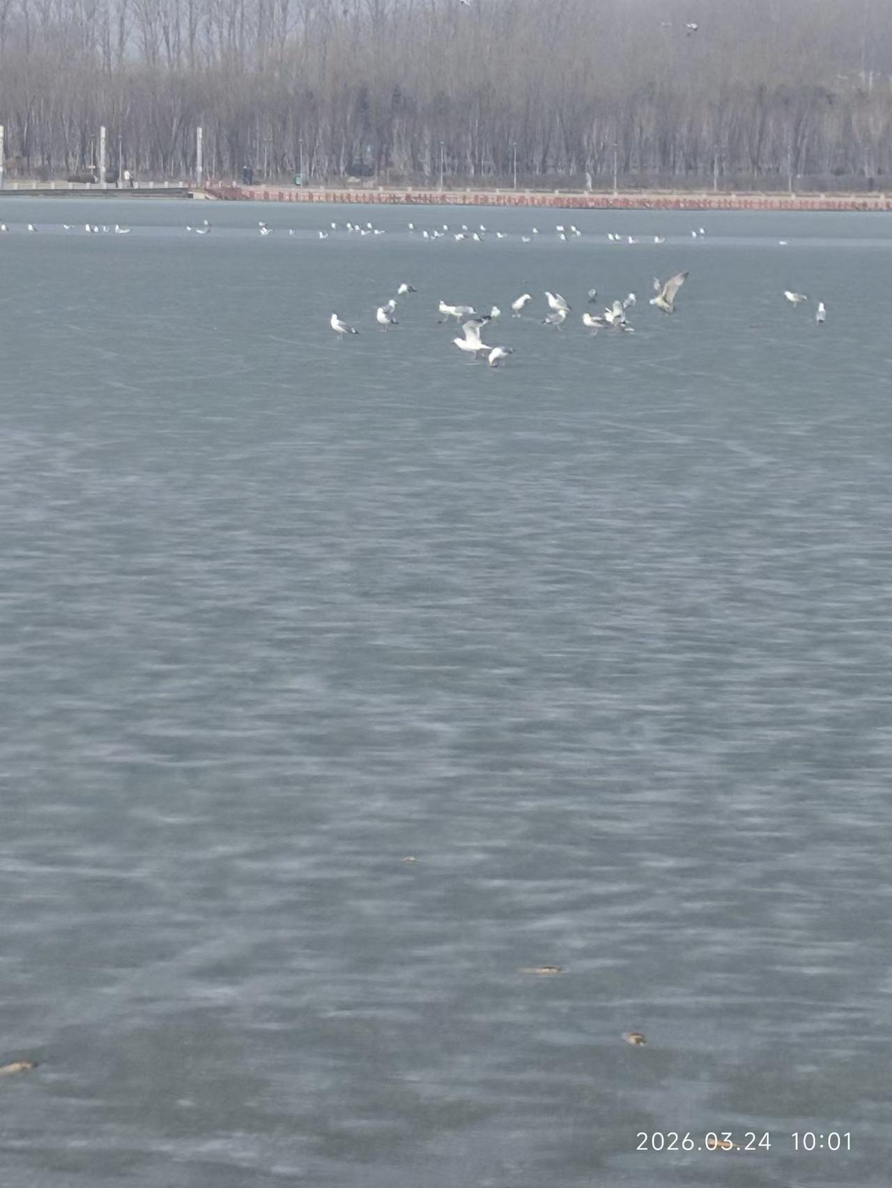 湖面飞鸟掠影，春日静谧时光。