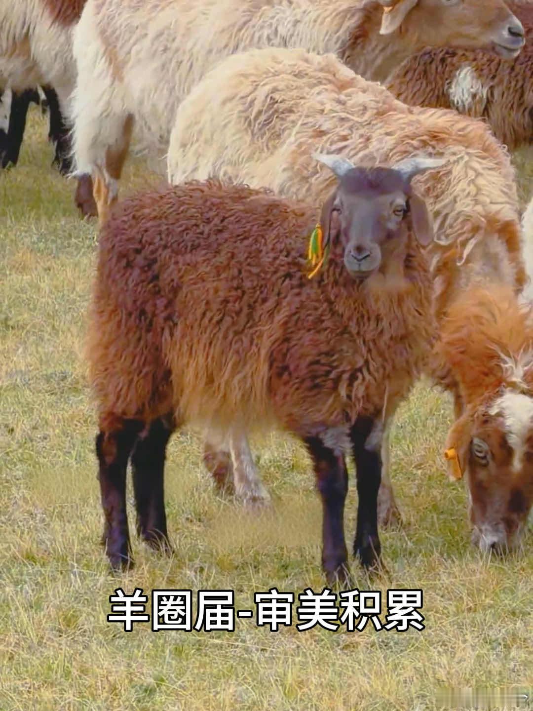 凑热闹果然是动物的天性 驰骋在草原上时，成群的羊纷纷围拢过来，硬朗的车也收获了来