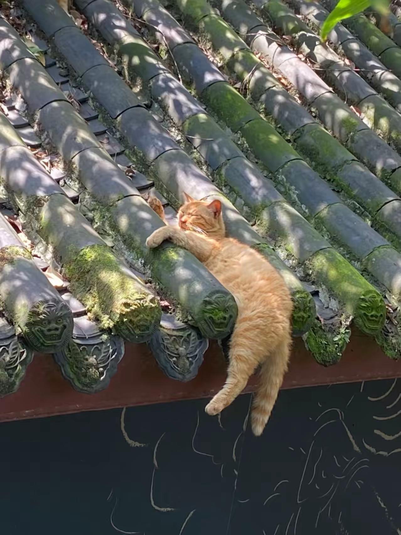 据说猫有九命，
所以它不在乎。