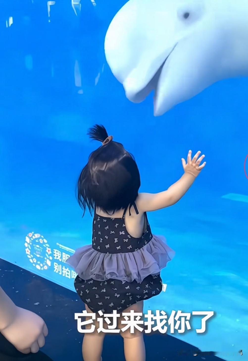 孩子开不开心不知道，家长绝对开心😃
      小孩子是用来哄家长和白鲸开心的