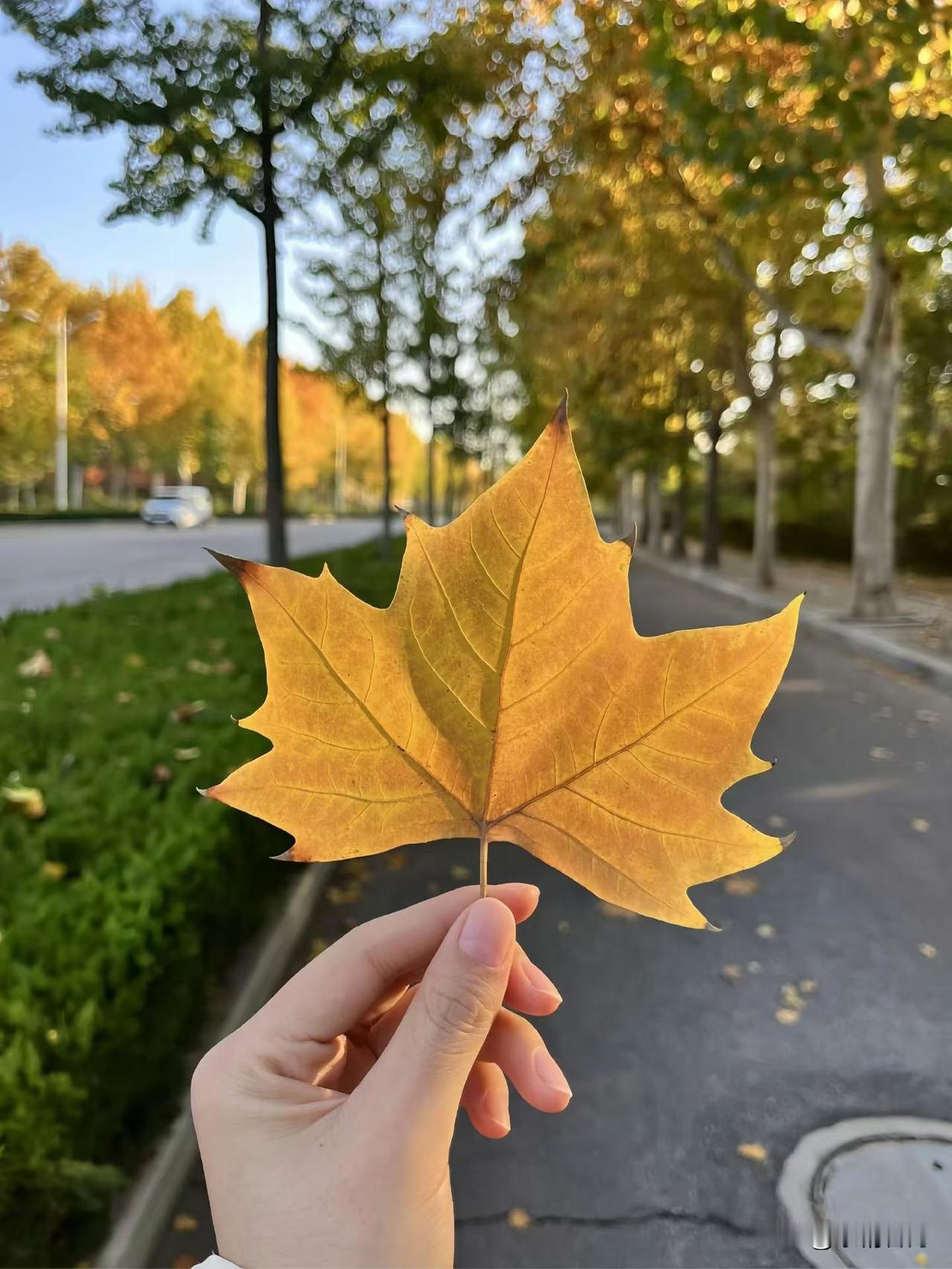 这张照片是在我家附近的一条小路上拍的，当时阳光透过树叶洒下来，路面都变得金灿灿的