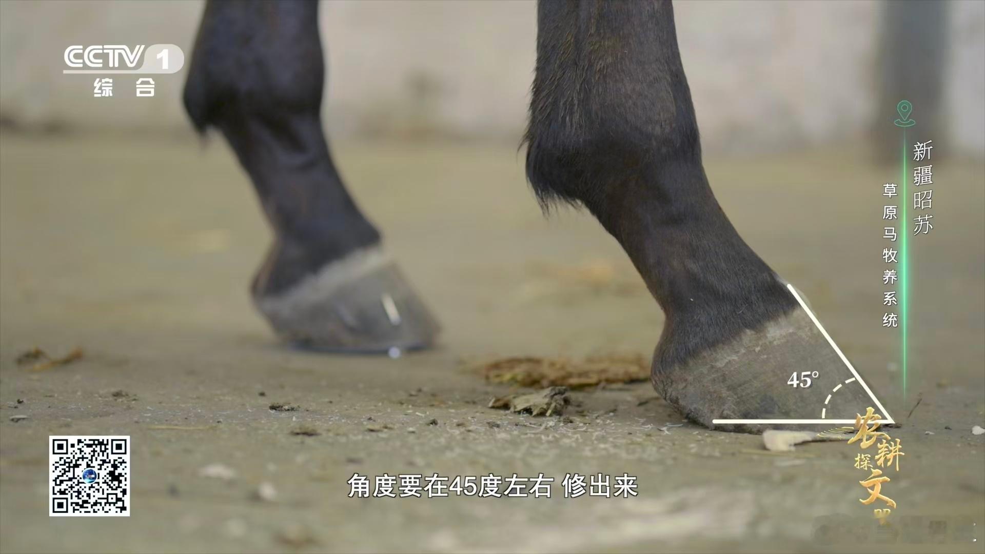 45-50天的换蹄周期真的很科学，刚好契合运动马蹄子的生长速度。太早换浪费资源，