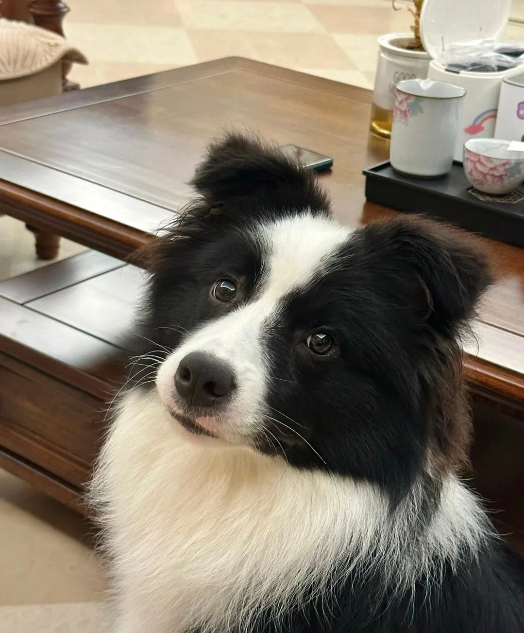 别问了！我家狗养这么好就是用了这个便宜货！