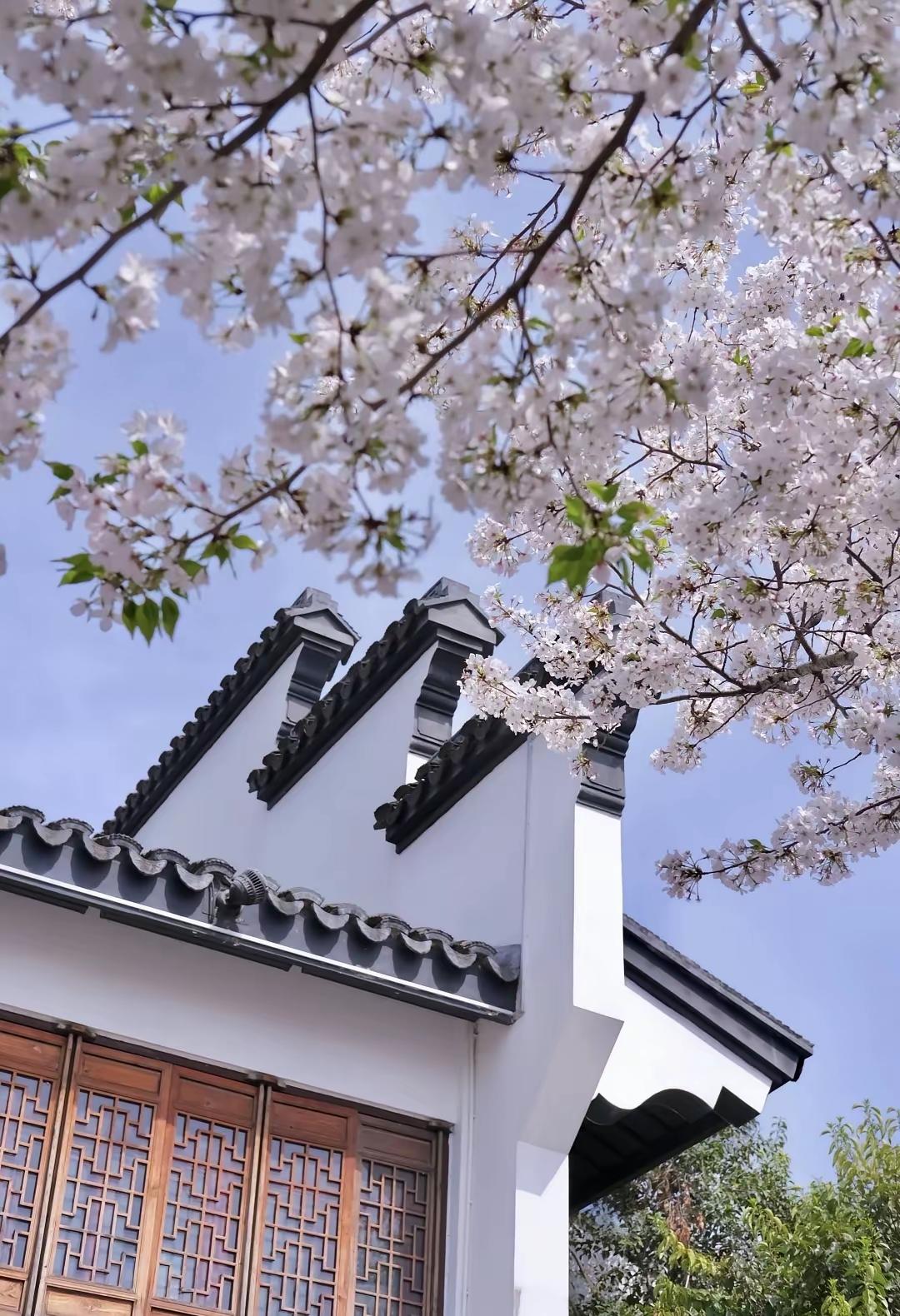 当春天的暮色漫上来时，夕阳的光透过樱花树的枝桠，在墙上投下斑驳的影。

窗外的风