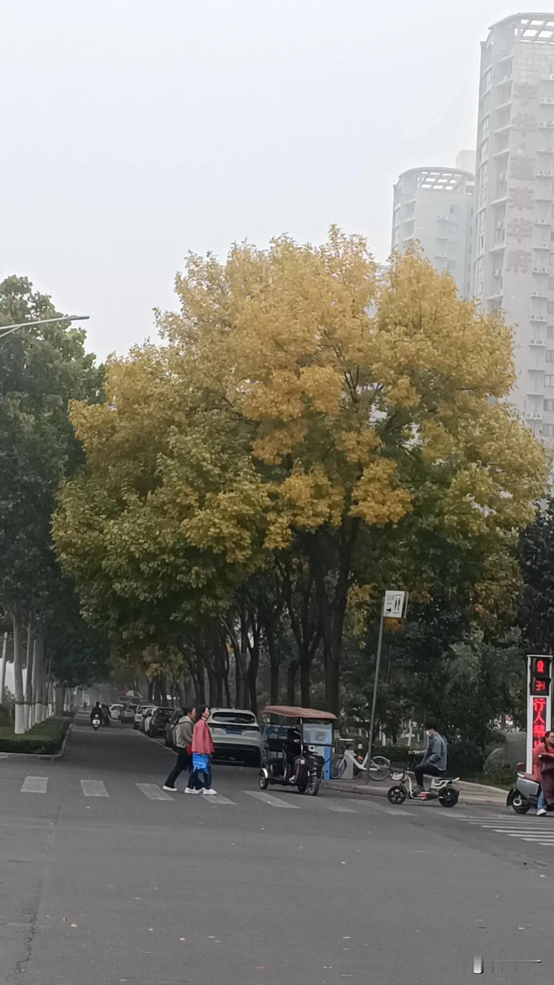 秋风轻拂，树叶如黄金般从树上飘落，宛如一场金色的雨，铺满了大地。