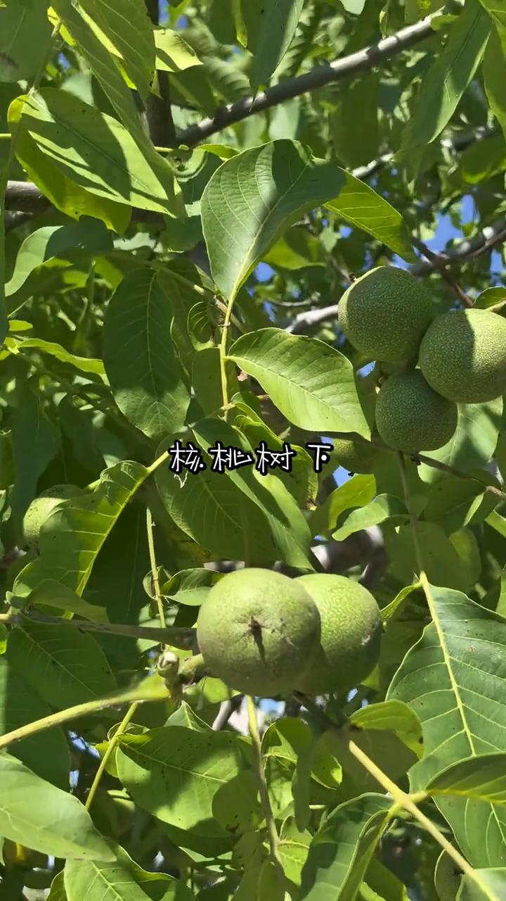核桃树下。