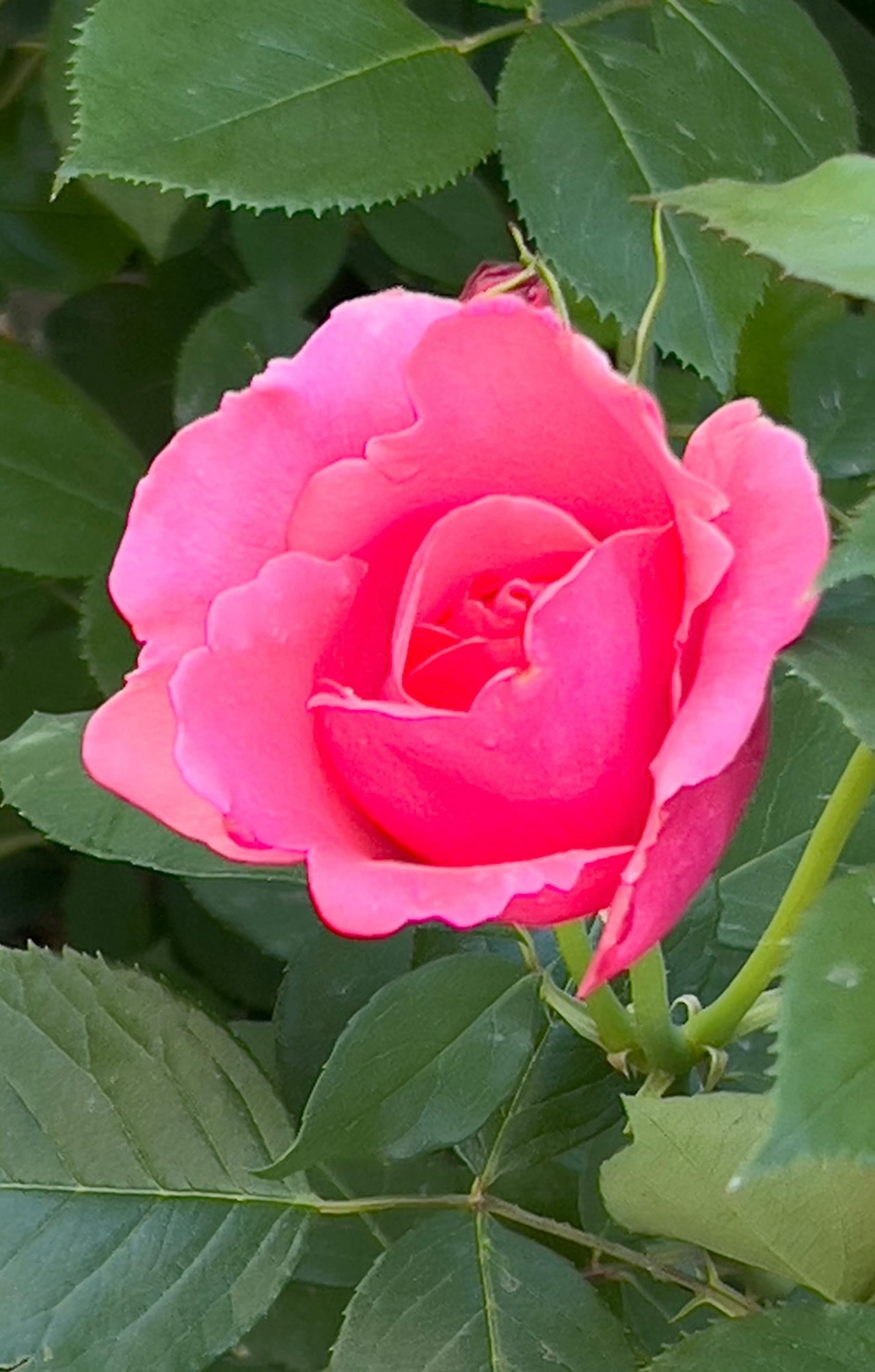 绝美花朵随手拍粉嫩可爱的月季花，绽放出迷人的笑容