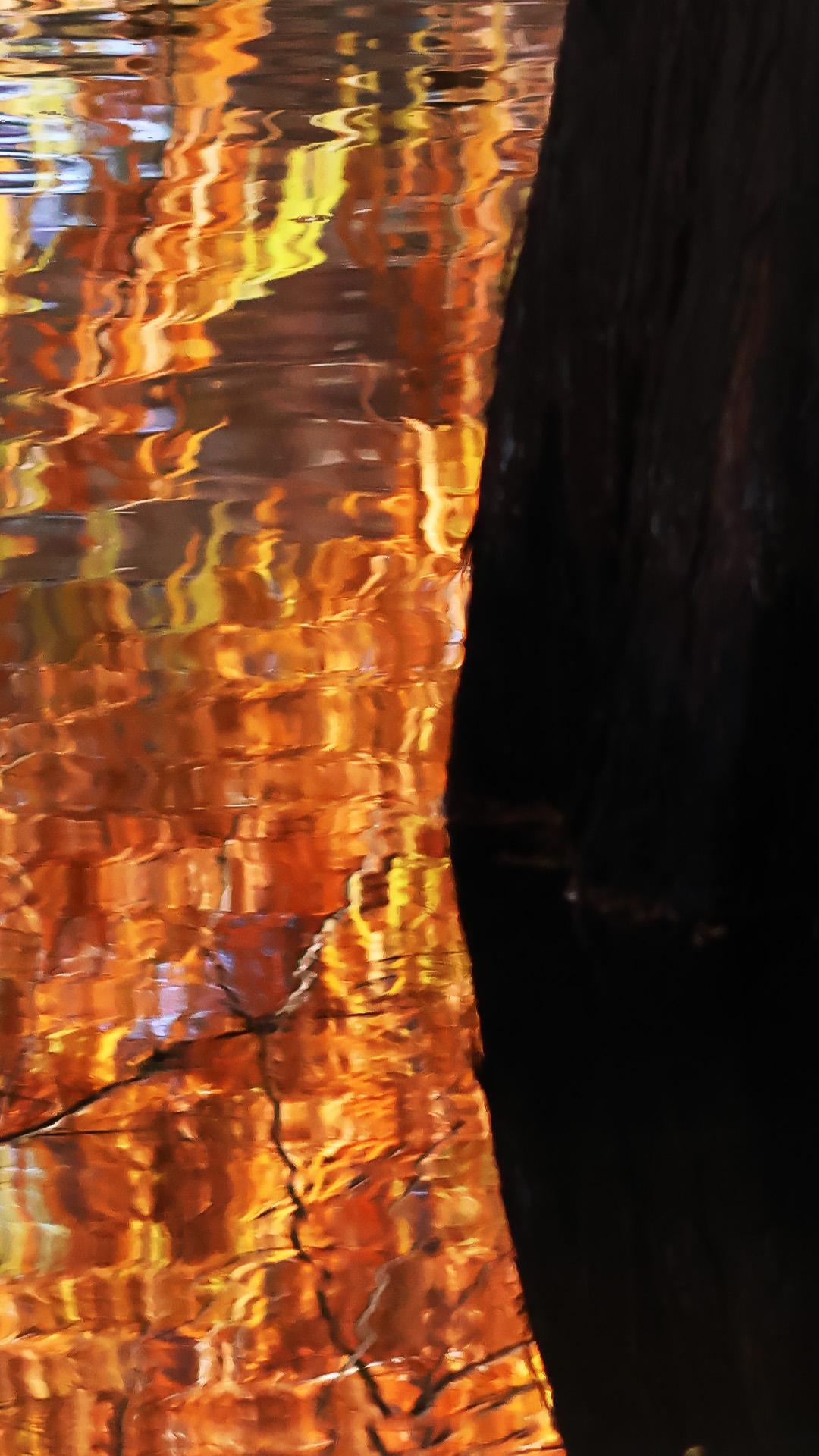 燕雀湖头万缕金
晴光浸透一水深
波心叠作丹霞绮
半落秋梢半入阴