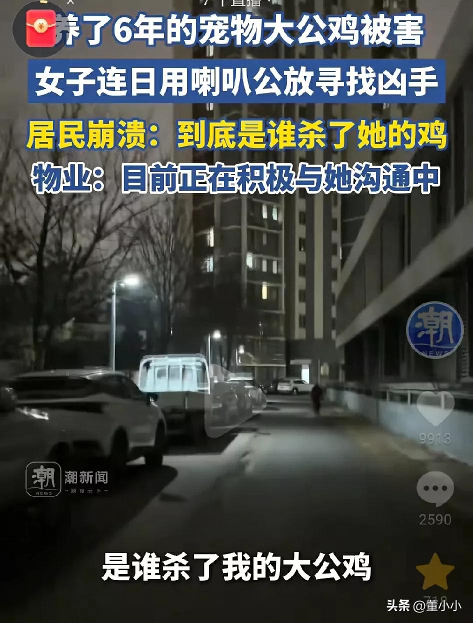 谁杀了我的大公鸡？养了6年的宠物大公鸡被害，主人连续小区里面用喇叭，寻找凶手，小