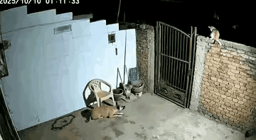 网友半夜觉得外面动静有一点大，院子里的狗一直在狂吠不止，赶紧打开家里的监控一看，