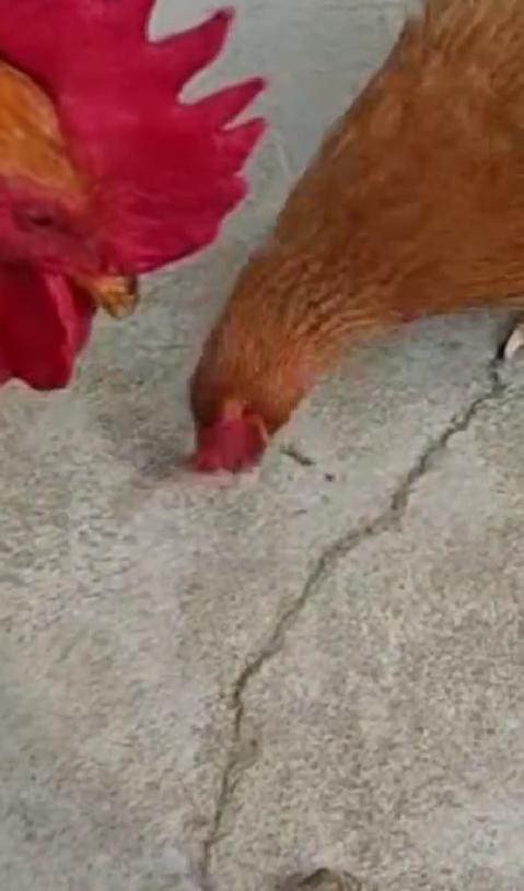 女子饲养宠妻大公鸡不吃独食还护短 动物的深情比想象中更动人
最近湖北潜江，一位女