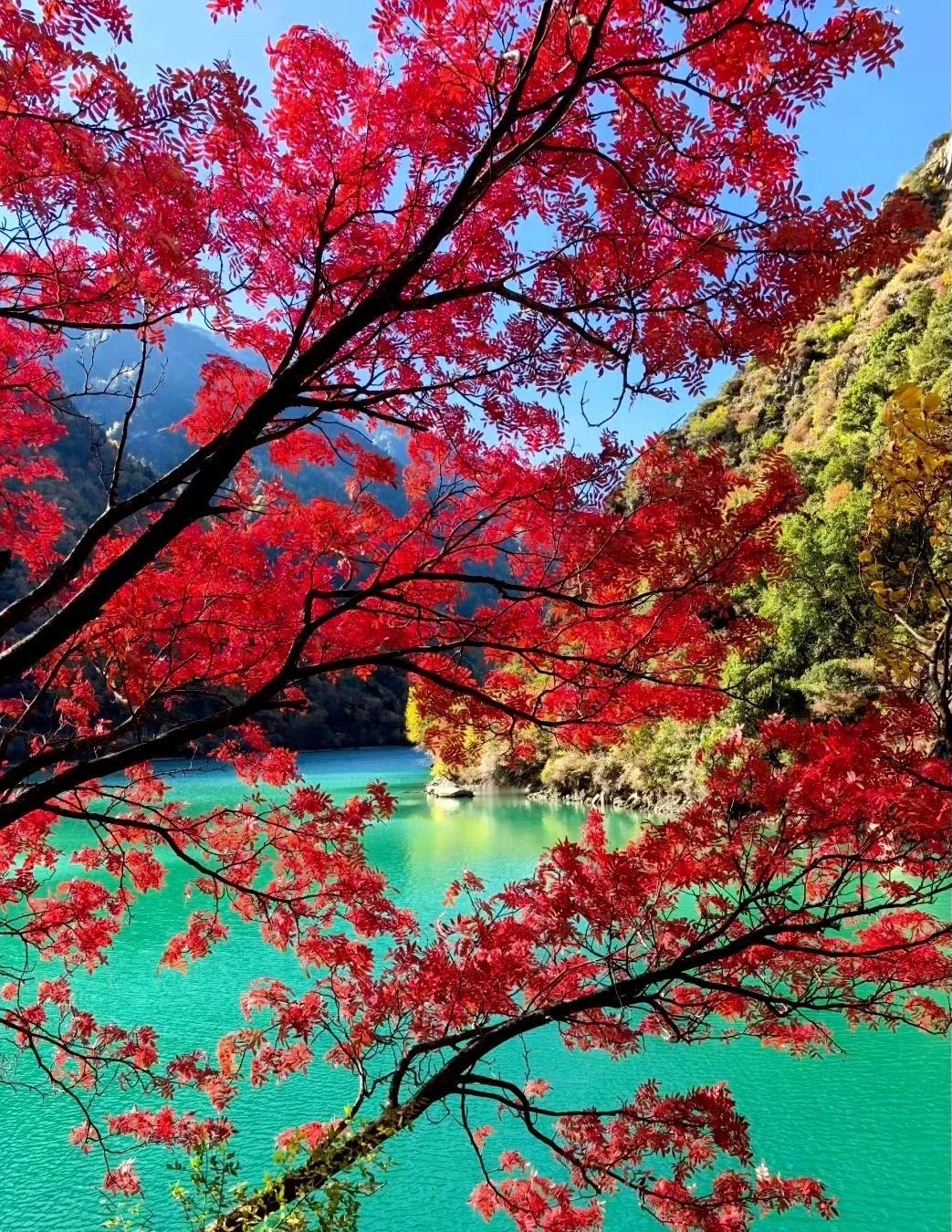 11.11📍松坪沟现状，成都往返1日游只要138💰
💯 松坪沟彩林浓度已达