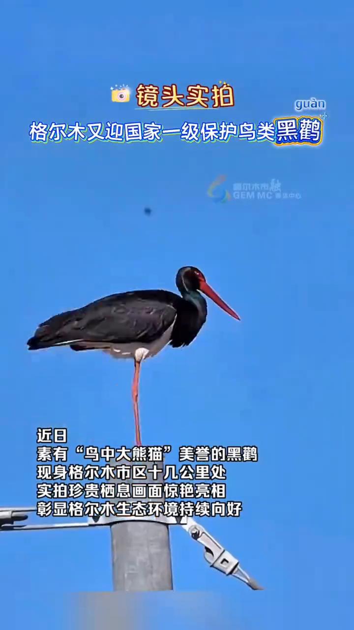镜头实拍：格尔木又迎国家一级保护鸟类黑鹳。
近日，素有"鸟中大熊猫"美誉的黑鹤现