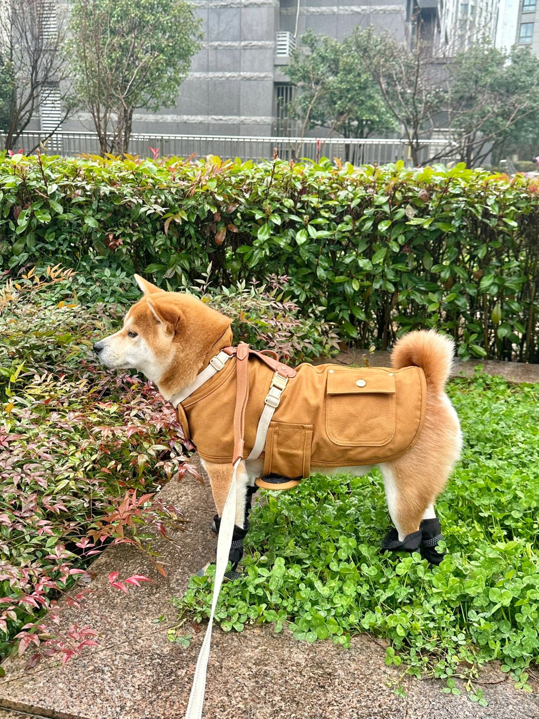 上海小狗雨季ootd