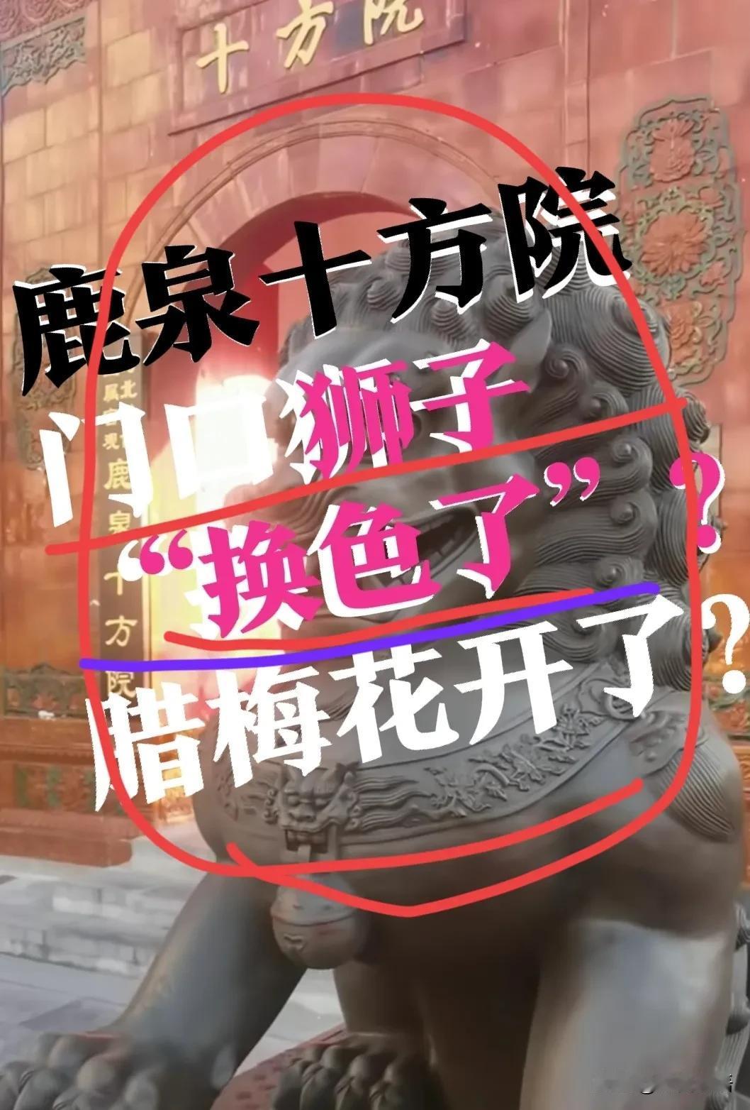 【鹿泉十方院，狮子“变色了”】怎么颜色又变了？原来不是白色的吗？现在怎么变成土金