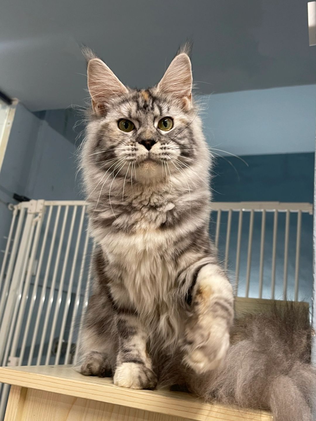 缅因｜我的银补丁缅因妹妹