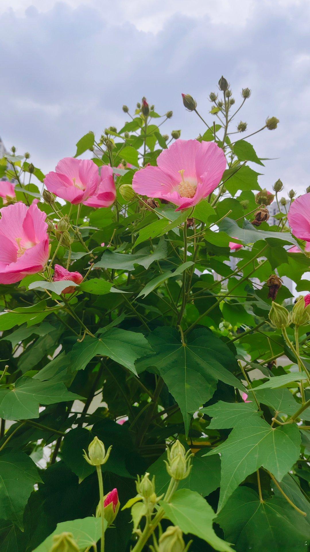 原来这个季节也有芙蓉花开。 