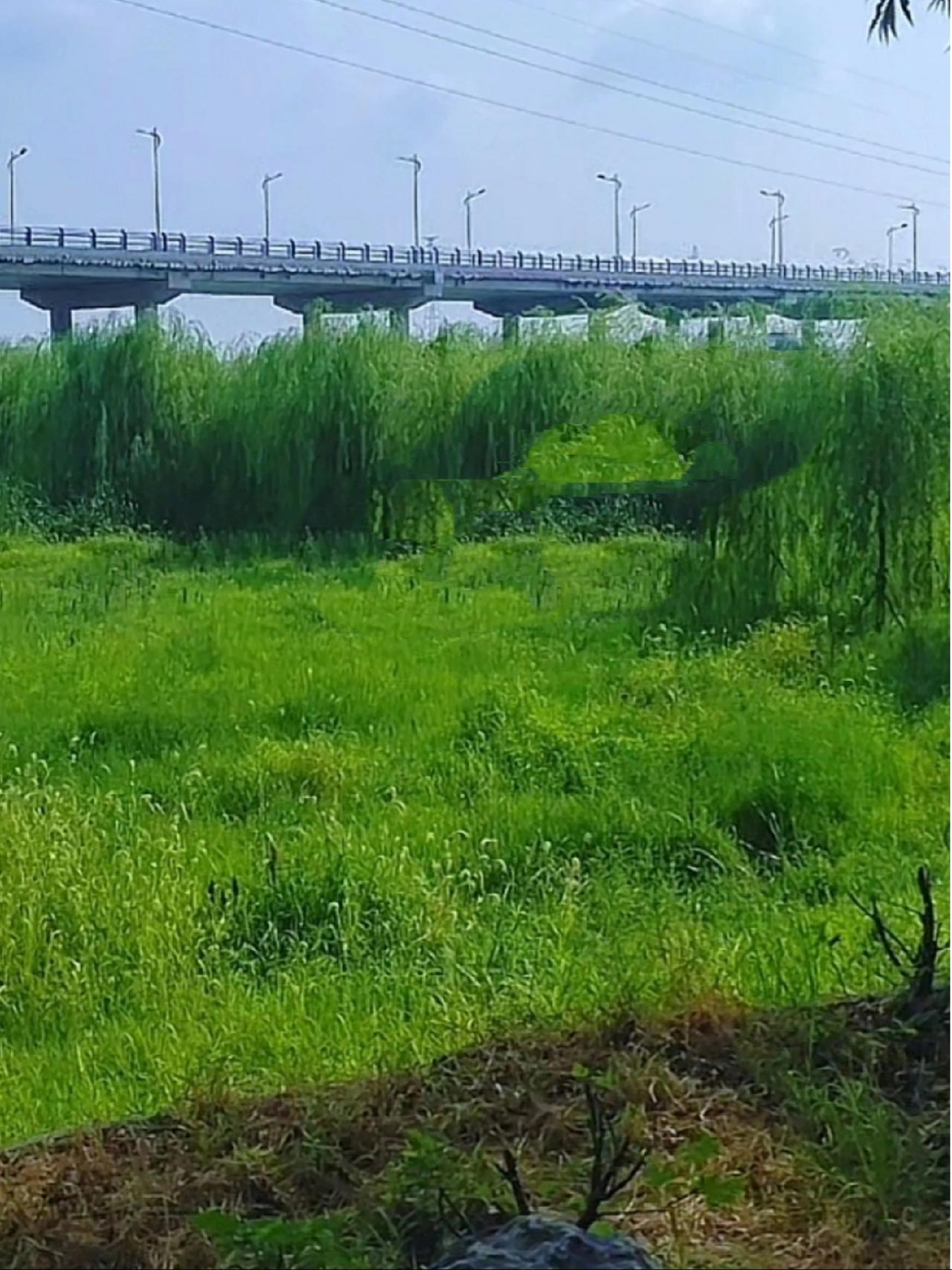 风过孝昌的绿
 
清晨的风裹着水汽，漫过湖北郊外的草地——是那种泼泼洒洒的绿，嫩
