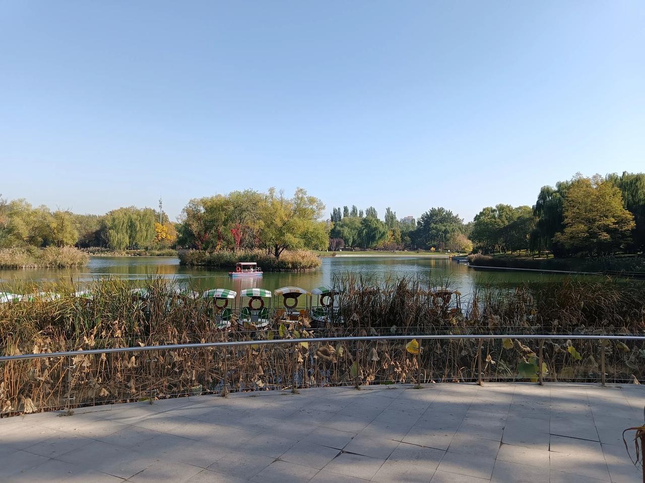 北京深秋朝阳公园，绿叶依依难辞树。-14a4-4343-a4ed-0de7fa7