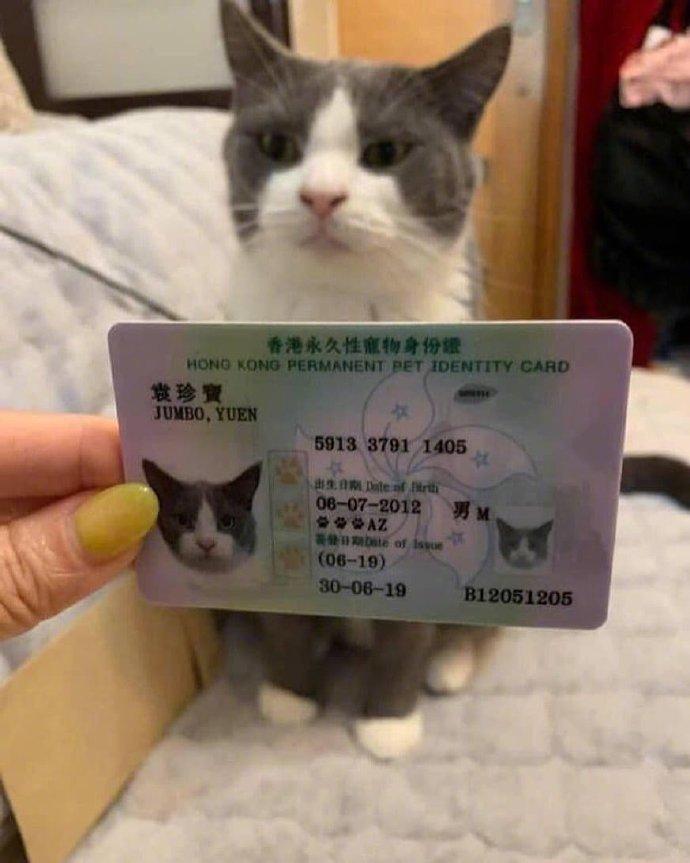 猫咪都有身份证了