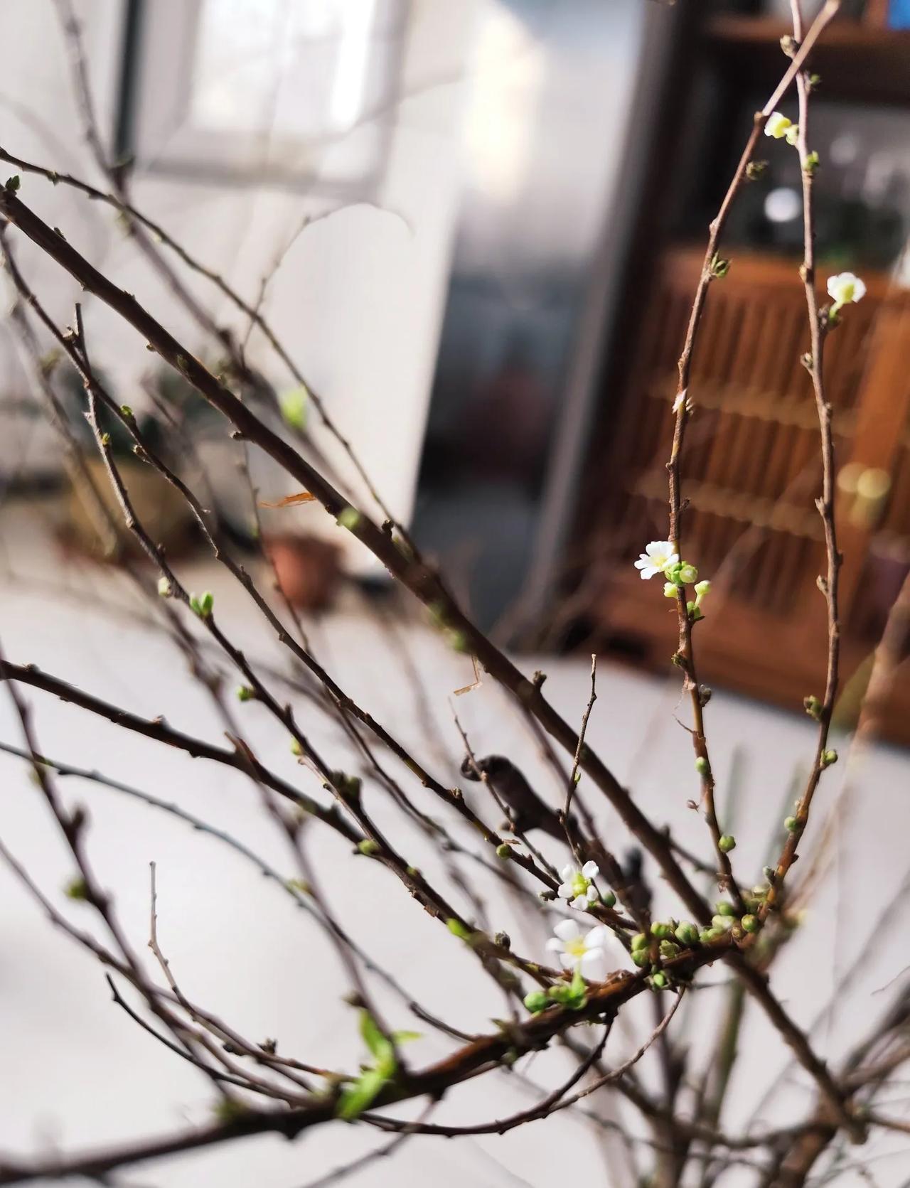 分享一张随手拍很好看的照片冬天的干枝雪柳，等待发芽，等待开花，这是冬天的希望，是